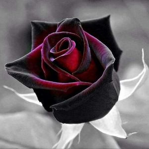 Meet your Posher, Mireya